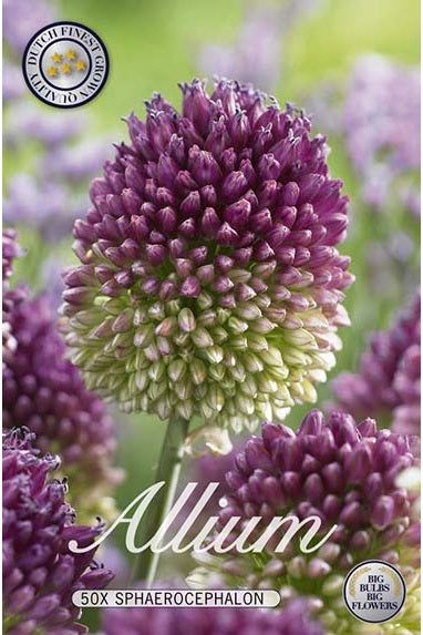 Allium Sphaerocephalon 50-pakning